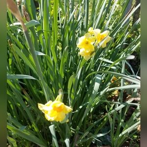 15 Daffodil bulbs